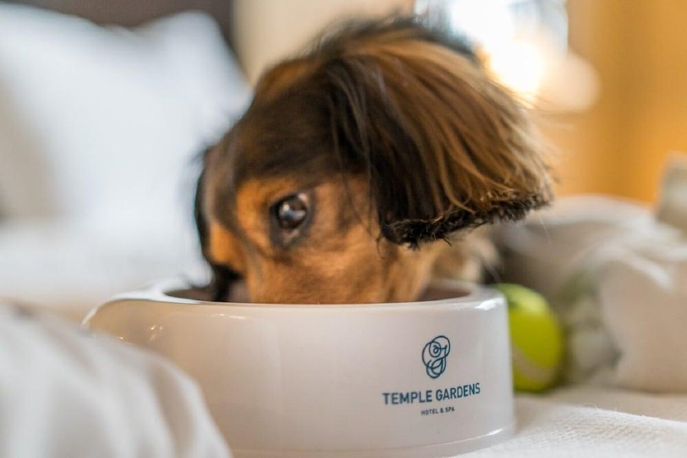 Temple Gardens Hotel & Spa Moose Jaw Kültér fotó